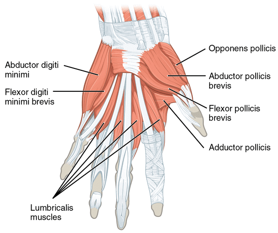 Adductor Pollicis