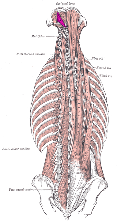 Rectus capitis posterior major