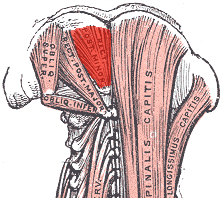 Rectus capitis posterior minor