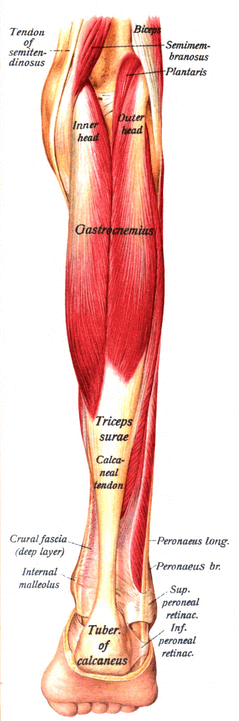 Triceps Surae